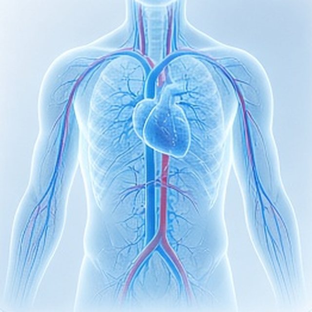 Pale blue x-ray style render: circulation